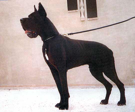 PL.CH. Brutus-N Dei Monti Del Keraton