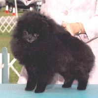 AM CH Char's Heart Of My Heart