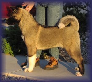 AKC CH Starfire's Moonlight Quest