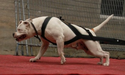 Proud Heroes Kayleigh