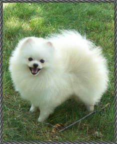 Raffinan Tazmanian Ice Master