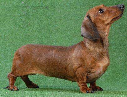 CH.RUS Kaladium Vizavi Barbariska