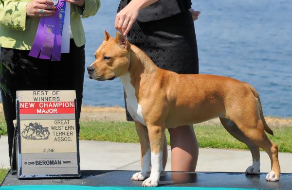 National BISS/GCH Castle Rock's American Beauty For SBigStaff