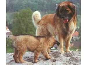 Eno v. Hofoldinger Forst