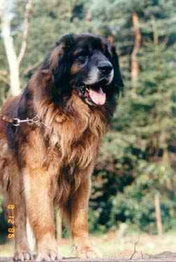 Oroch des Ecuries du Vieux Pin