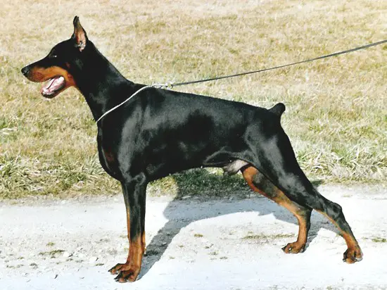 ICH Iron del Mediano