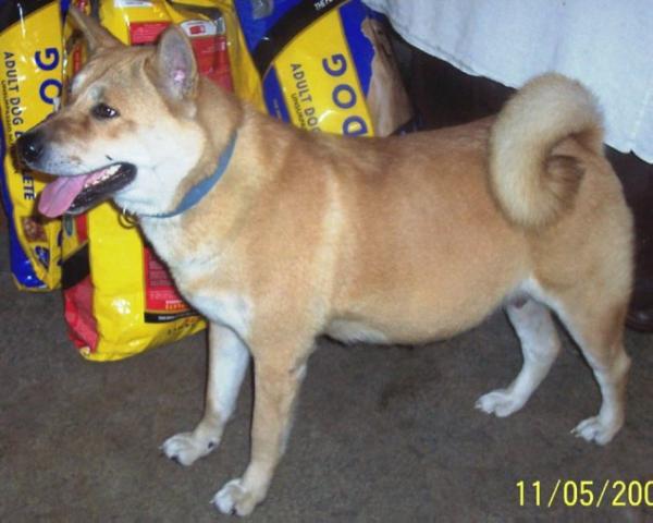 Tri-R Maxo Kaji Kabari