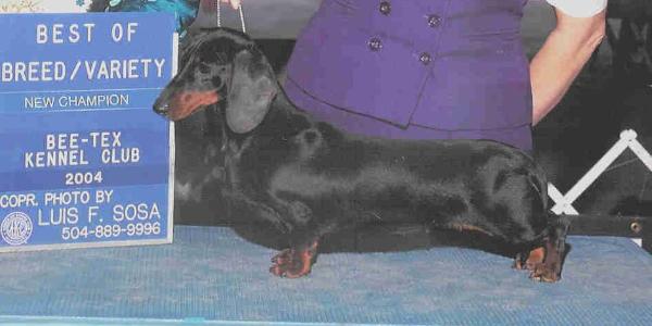 Dynadaux Honky Tonk One-O-One MS