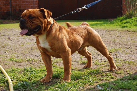 Dewinter's Max The Great