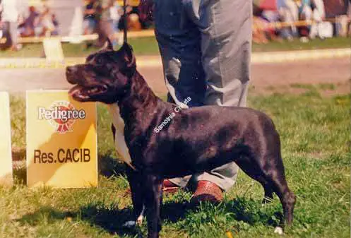 CH.PL JUICY GIRL Z Samotni Christa
