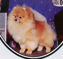 AM CH Cinnabar's Little Nikita