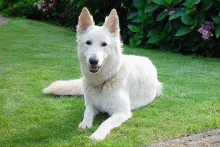 Why Not White Alsatian Chinou