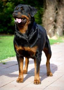 Rebecca della Rocca Brancaleone