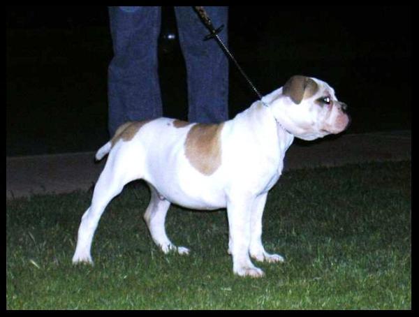 AZ Tuff Boo Dog of Baker