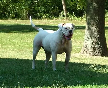 Big Branch Jewel of Whitey's