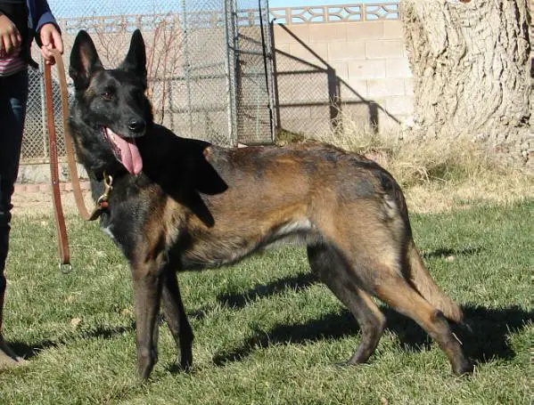 Zala