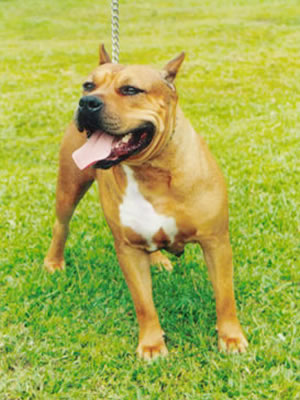 Gameness Mink Elmatia