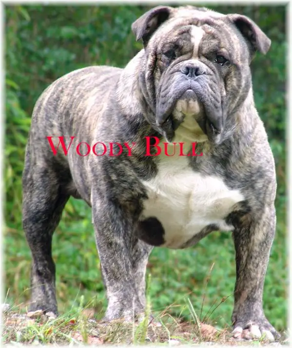 My Bulldogge's Bozza Da Bull