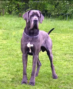 INT. MULT. CH. JWW '01 Osir-B Della Baia Azzurra