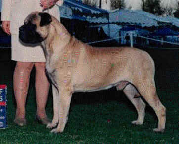 CH Wild West Arrow of Lone Pine