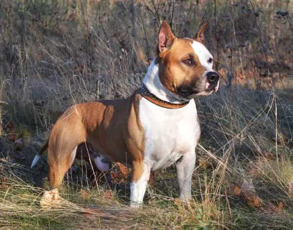 MULTI, INT, GR CH Yunior Tipit Z Hanky