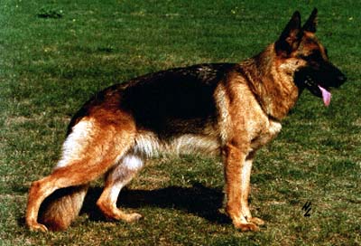 V Enchi vom Haus Pontone