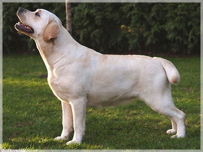 BECKY BAYO Gorska Fantazja