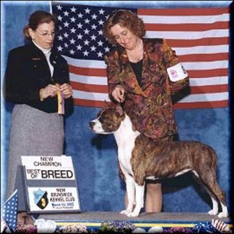 AKC CH Stonyham's Windspree Mist