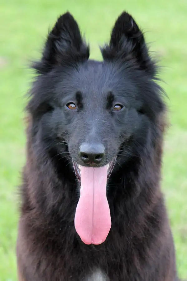 OTCh. Winkamy de Lescaut