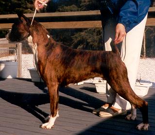 Elharlen's Optimum Choice