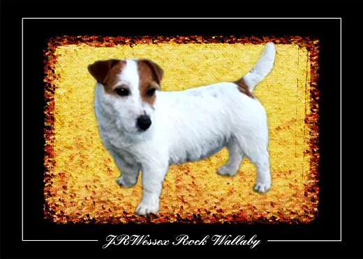 JRWessex Rock Wallaby