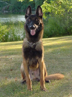 PPD Virus Des Loups De Genain