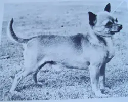 CH GB, ROZAVEL CHIEF SCOUT
