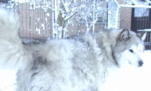 Northern Lightning Roadrunner