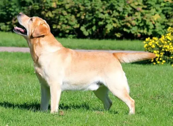 FI CH Lenches Wordsworth